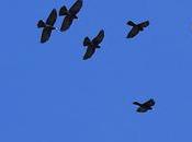 Chova Piquigualda Ruta Marmota