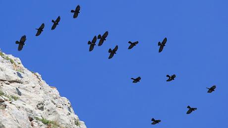 La Chova Piquigualda en la Ruta de la Marmota