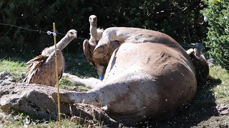 El Viaje de los Buitres de Osona a La Cerdanya El Viaje de los Buitres de Osona a La Cerdanya