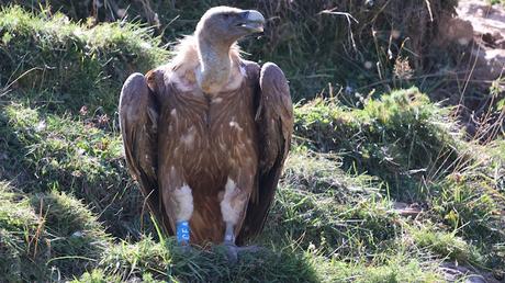 El Viaje de los Buitres de Osona a La Cerdanya El Viaje de los Buitres de Osona a La Cerdanya