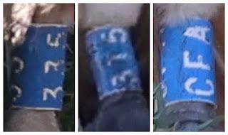 El Viaje de los Buitres de Osona a La Cerdanya El Viaje de los Buitres de Osona a La Cerdanya