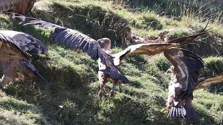 El Viaje de los Buitres de Osona a La Cerdanya El Viaje de los Buitres de Osona a La Cerdanya