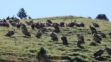 El Viaje de los Buitres de Osona a La Cerdanya El Viaje de los Buitres de Osona a La Cerdanya