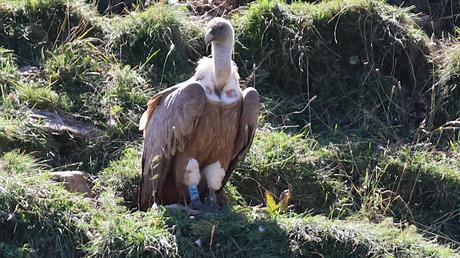 El Viaje de los Buitres de Osona a La Cerdanya El Viaje de los Buitres de Osona a La Cerdanya