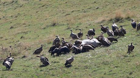 El Viaje de los Buitres de Osona a La Cerdanya El Viaje de los Buitres de Osona a La Cerdanya