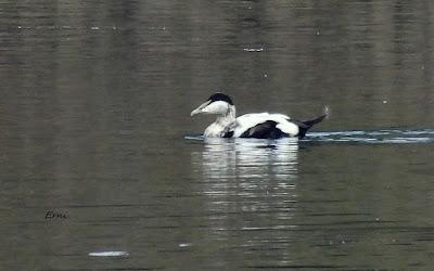 TOMA DE CONTACTO CON EL FESTIVAL DE LA MIGRACIÓN