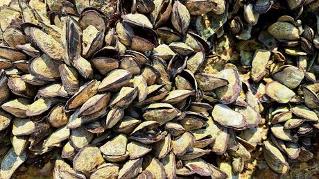 MOZAMBIQUE : EL ARCHIPIÉLAGO DE BAZARUTO MOZAMBIQUE : EL ARCHIPIÉLAGO DE BAZARUTO