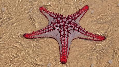 MOZAMBIQUE : EL ARCHIPIÉLAGO DE BAZARUTO MOZAMBIQUE : EL ARCHIPIÉLAGO DE BAZARUTO