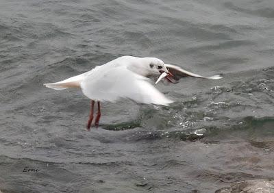 UN PARAISO ALIMENTICIO PARA NUESTRAS AVES