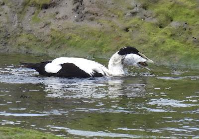 UN PARAISO ALIMENTICIO PARA NUESTRAS AVES