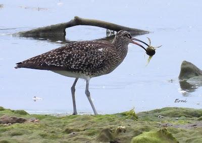 UN PARAISO ALIMENTICIO PARA NUESTRAS AVES