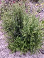 PLANTAS AROMÁTICAS, CULINARIAS Y MEDICINALES PLANTAS AROMÁTICAS, CULINARIAS Y MEDICINALES