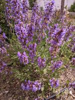 PLANTAS AROMÁTICAS, CULINARIAS Y MEDICINALES PLANTAS AROMÁTICAS, CULINARIAS Y MEDICINALES