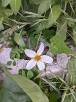 PLANTAS AROMÁTICAS, CULINARIAS Y MEDICINALES PLANTAS AROMÁTICAS, CULINARIAS Y MEDICINALES