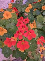 PLANTAS AROMÁTICAS, CULINARIAS Y MEDICINALES PLANTAS AROMÁTICAS, CULINARIAS Y MEDICINALES