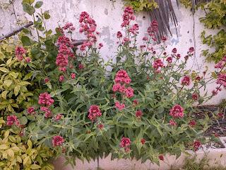 PLANTAS AROMÁTICAS, CULINARIAS Y MEDICINALES PLANTAS AROMÁTICAS, CULINARIAS Y MEDICINALES