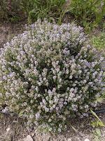 PLANTAS AROMÁTICAS, CULINARIAS Y MEDICINALES PLANTAS AROMÁTICAS, CULINARIAS Y MEDICINALES