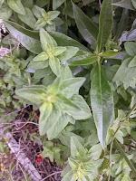 PLANTAS AROMÁTICAS, CULINARIAS Y MEDICINALES PLANTAS AROMÁTICAS, CULINARIAS Y MEDICINALES