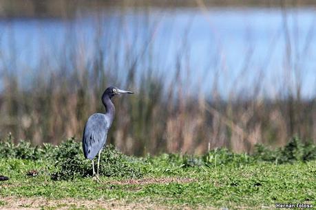 Garza azul (Egretta caerulea)