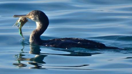 Un anzuelo en el pico: La trampa silenciosa que acecha a la avifauna