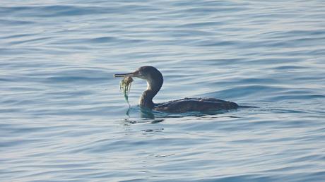 Un anzuelo en el pico: La trampa silenciosa que acecha a la avifauna