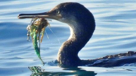 Un anzuelo en el pico: La trampa silenciosa que acecha a la avifauna