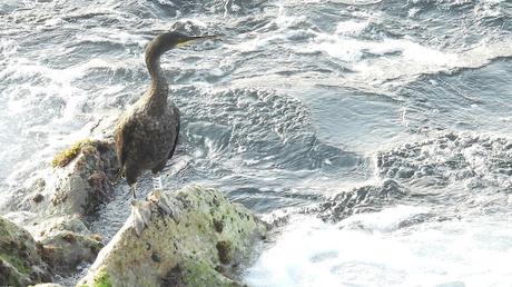 El Cormorán Moñudo Y77 de Menorca al Maresme