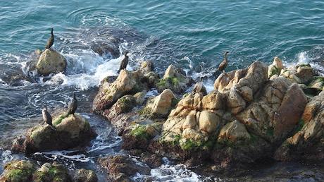 El Cormorán Moñudo Y77 de Menorca al Maresme