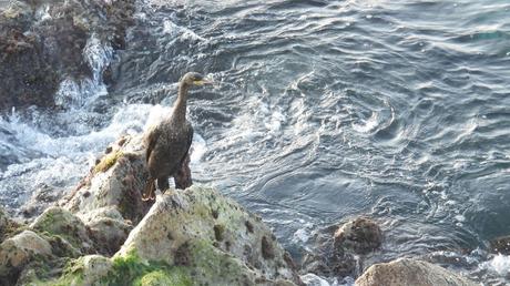 El Cormorán Moñudo Y77 de Menorca al Maresme