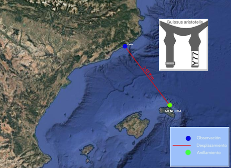 El Cormorán Moñudo Y77 de Menorca al Maresme