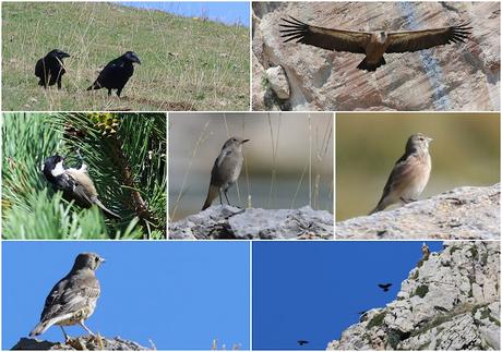 Aves en la Ruta de la Marmota
