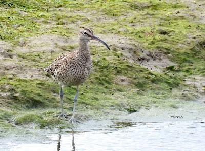 XVIII FESTIVAL DE LA MIGRACIÓN DE LAS AVES