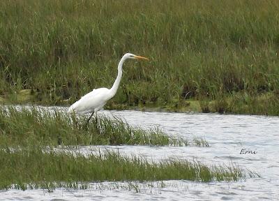 XVIII FESTIVAL DE LA MIGRACIÓN DE LAS AVES