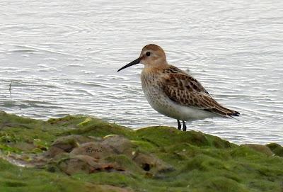 XVIII FESTIVAL DE LA MIGRACIÓN DE LAS AVES