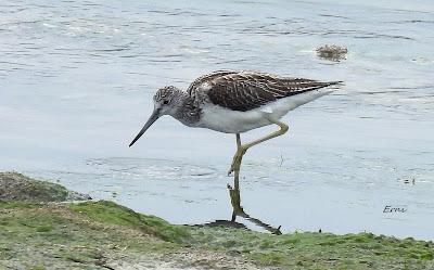 XVIII FESTIVAL DE LA MIGRACIÓN DE LAS AVES