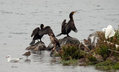 XVIII FESTIVAL DE LA MIGRACIÓN DE LAS AVES