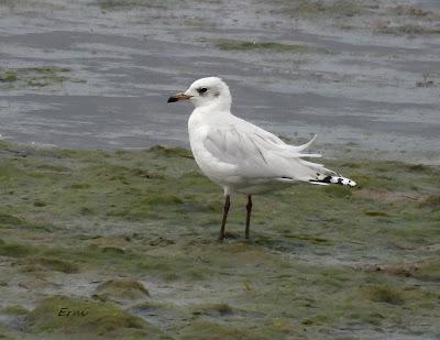XVIII FESTIVAL DE LA MIGRACIÓN DE LAS AVES
