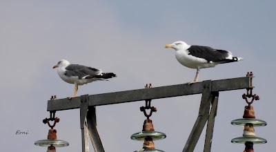 XVIII FESTIVAL DE LA MIGRACIÓN DE LAS AVES