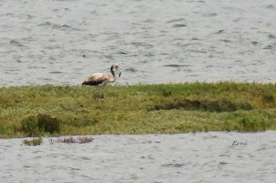 XVIII FESTIVAL DE LA MIGRACIÓN DE LAS AVES