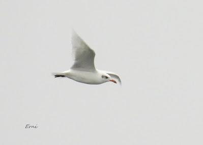XVIII FESTIVAL DE LA MIGRACIÓN DE LAS AVES