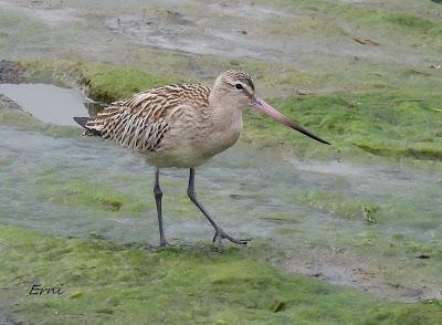 XVIII FESTIVAL DE LA MIGRACIÓN DE LAS AVES