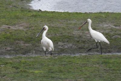 XVIII FESTIVAL DE LA MIGRACIÓN DE LAS AVES