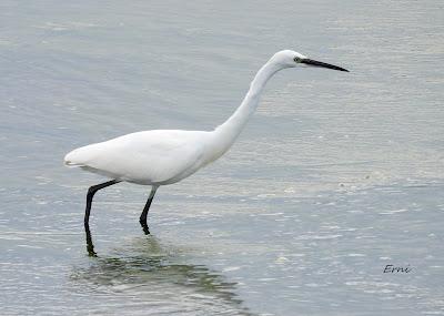 XVIII FESTIVAL DE LA MIGRACIÓN DE LAS AVES