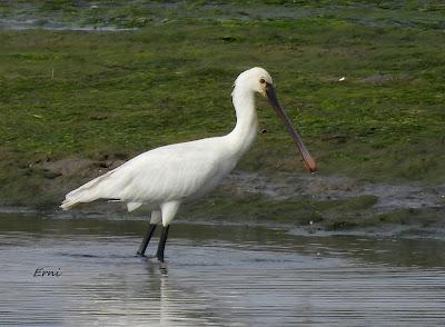 XVIII FESTIVAL DE LA MIGRACIÓN DE LAS AVES