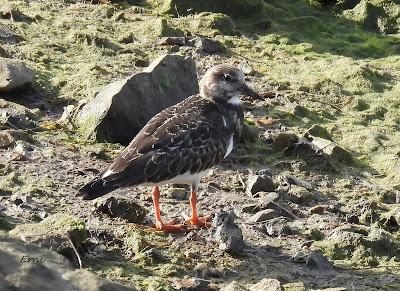 XVIII FESTIVAL DE LA MIGRACIÓN DE LAS AVES