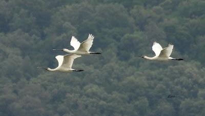XVIII FESTIVAL DE LA MIGRACIÓN DE LAS AVES
