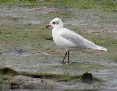 XVIII FESTIVAL DE LA MIGRACIÓN DE LAS AVES
