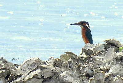 XVIII FESTIVAL DE LA MIGRACIÓN DE LAS AVES