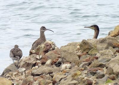 XVIII FESTIVAL DE LA MIGRACIÓN DE LAS AVES