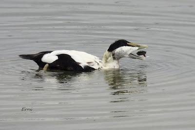 XVIII FESTIVAL DE LA MIGRACIÓN DE LAS AVES